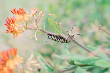 Monarch Butterfly caterpillar