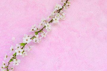 White apricot spring flowers on the grunge pink background with copyspace. Seasonal and greeting concept.