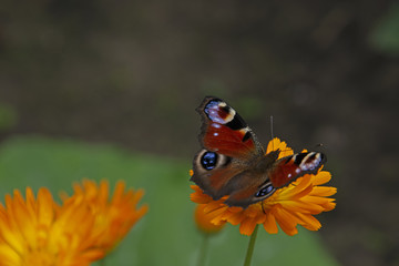 INSECTS - Butterfly on a flower