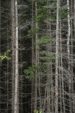 Dry coniferous forest