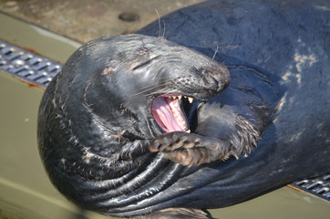 Foka szara żyjąca w Morzu Bałtyckim/A grey seal living in The Bałtic Sea