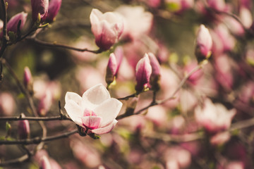 Blossoming of pink magnolia flowers in spring time, floral background