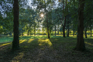 Fototapeta premium Shiny morning sun & its sun rays between trees in a parks,s forest somewhere in France