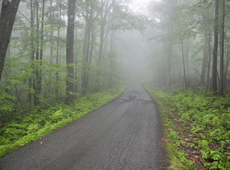 Obraz premium Fog rolls in during a raining day on narrow one lane road at Allegheny National Forest