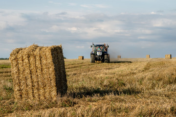 Fototapeta premium Sheaves of straw arranged in the field. Work done during harvest.