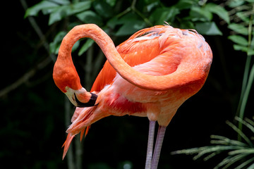 Flamingo