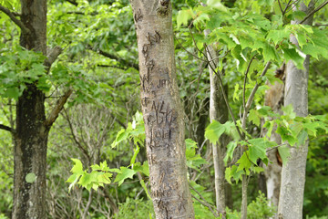 Letters carved into tree trunk