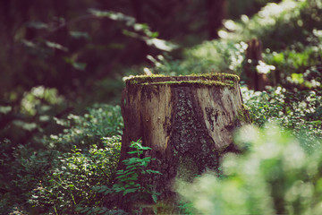 North scandinavian pine forest, Sweden natural travel outdoors vintage hipster background with the...