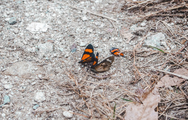 Large orange and black butterflies flocking in a swarm on the ground in Peru