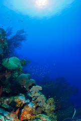 Naklejka na ściany i meble A coral seascape can be seen thriving in its underwater habitat. This structure provides sanctuary for a host of marine life