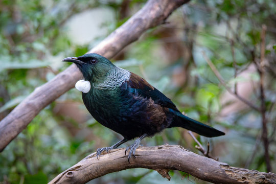 The tui is known for it's white tufts at its neck and the loud noises and songs it makes