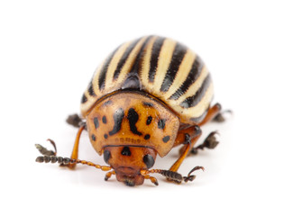 Colorado Potato Beetle isolated on white background