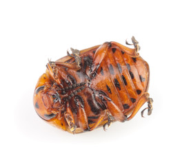 Colorado Potato Beetle lying on the back isolated on white background