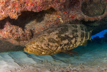 A goliath grouper has made a home in a section of tropical reef. The big fish enjoys the protection...