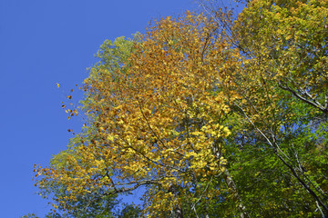 Fall colors on elm tree in the forest