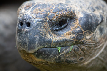 Obraz premium Turtle