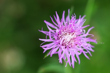 Background summer meadow countryside and flower.