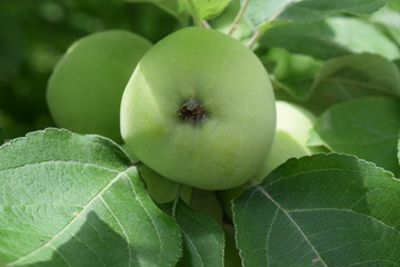 Niedojrzałe zielone jabłka © Anna
