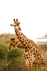 Two-Headed Giraffe