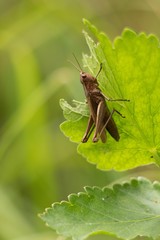 The summer butterfly Callimorpha quadripunctaria belongs to a smaller number of night butterflies...