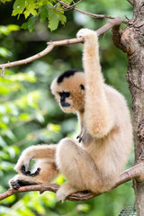 Obraz premium Monkeys