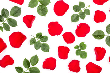 petals of beautiful red rose with leaves isolated on white background. Top view. Flat lay pattern