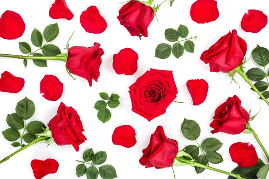 beautiful red rose with leaves and petals isolated on white background. Top view. Flat lay pattern