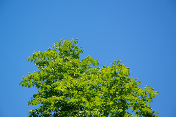 Fototapeta premium tree top against blue sky