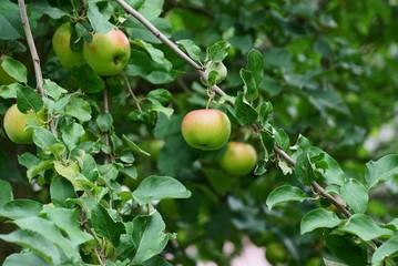 red green apple on a branch of a tree with leaves