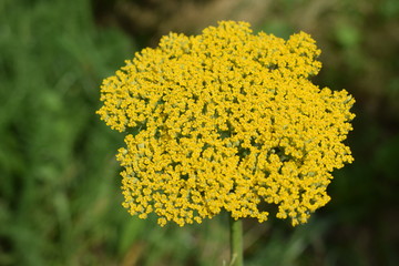 Żółty kwitnący krwawnik © Anna