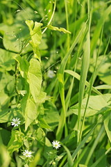 Fototapeta na wymiar Vertical image of thick green foliage, grass, leaves, fragile white flowers, growing on a sunny summer day