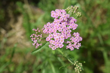 Różowy krwawnik © Anna