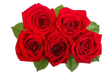 beautiful red rose isolated on white background