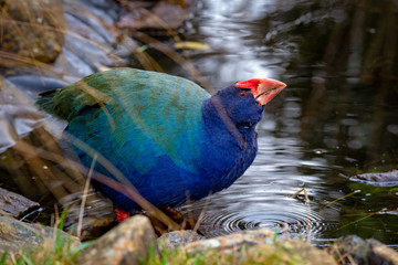 A flightless takahe stops for a drink at the edge of a pond