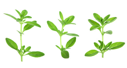 Fresh thyme spice isolated on white background