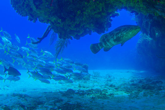 Caribbean reef fish. A goliath grouper can be seen in among a school of horse eyed jacks. The reef creatures are part of the delicate ecosystem that thrives in the underwater habitat