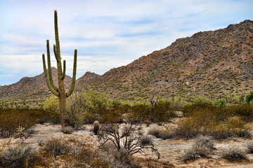 Sonora Desert Arizona San Tan Mountains
