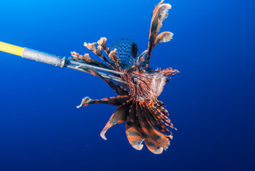 An invasive red lionfish has been removed from the reef by a scuba diver with a Hawaiian sling spear. The pest is a threat to the delicate ecosystem as they have no predators - Powered by Adobe