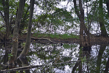 Runoff near lakeshore, tree reflections in water