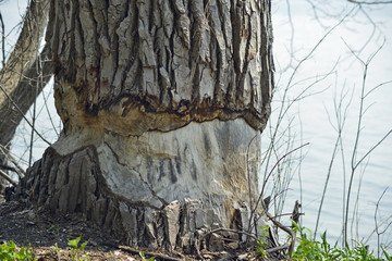 Large cottonwood tree damaged by winter ice
