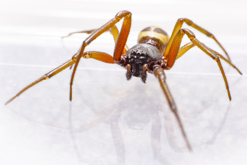 Spider 