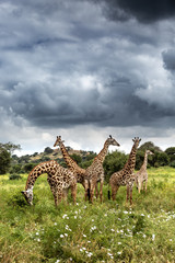 Fototapeta premium Wild Giraffe