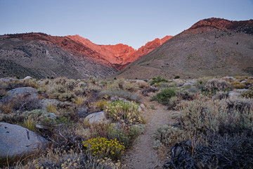 Wildflowers And Morning Light On Taboose Pass