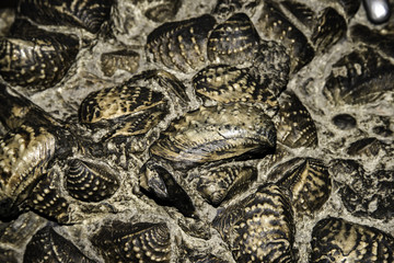 Fossils