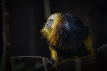 Monkey