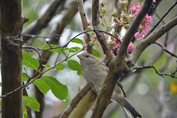 Isolated sparrow resting on branch among colorful blooms