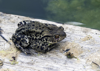 Toad