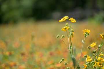 yellow wildflower - 215577471