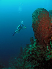 Fototapeta na wymiar Scuba diver and large sponge 70ft deep
