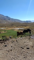 Paso a Chile Argentina/Chile